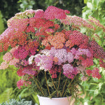 Achillea Flowerburst...