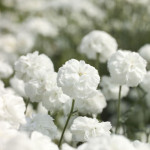 Achillea Ptarmica Ma...