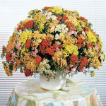 Achillea Summer F2...