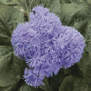Ageratum Houstonianu...