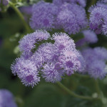 Ageratum Houstonianu...