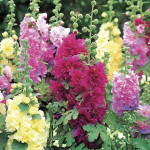 Alcea Spring Celebri...