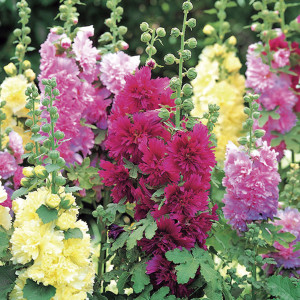 Alcea Spring Celebri...