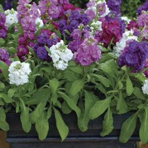 Alhelí Hot Cakes...