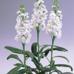 Alhelí Snow Wonder...