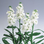 Alhelí White Wonder...