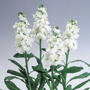 Alhelí White Wonder...