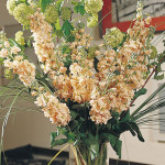 Alhelí Serie Xmas...