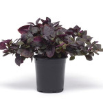 Alternanthera Purple...