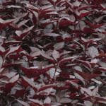 Alternanthera Purple...