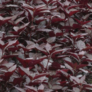 Alternanthera Purple...