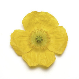 Amapola Champagne Bu...