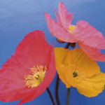 Amapola Wonderland...