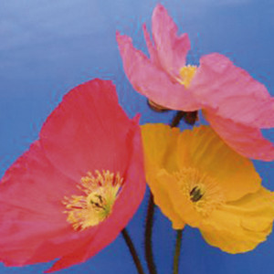 Amapola Wonderland...