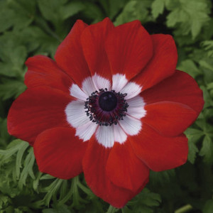 Anemona Mona Lisa...