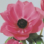 Anemona Mona Lisa...