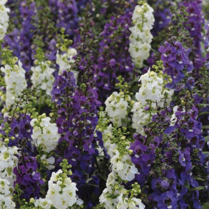 Angelonia Serena F1...