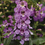 Angelonia Serenita F...