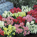 Antirrhinum  F1 Stat...
