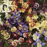 Aquilegia  Earlybird...