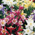 Aquilegia Origami...