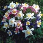 Aquilegia Songbird F...