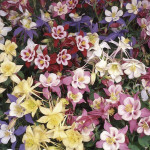 Aquilegia  Swan F1...