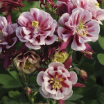 Aquilegia  Winky Dou...
