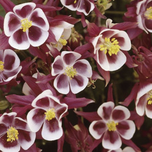 Aquilegia  Winky Sin...