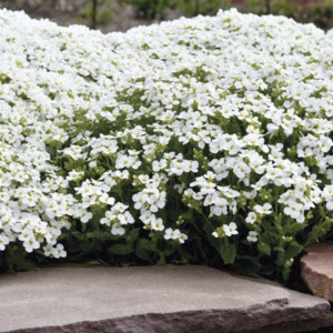 Arabis Caucasica Cat...