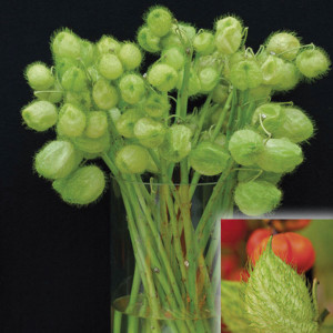 Asclepia Gomphocarpu...