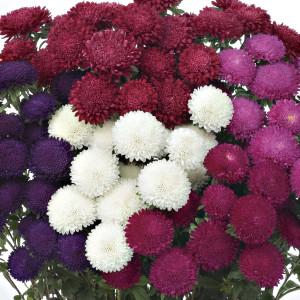 Aster Bonita...