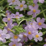 Bacopa Bluetopia...