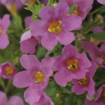 Bacopa Pinktopia...