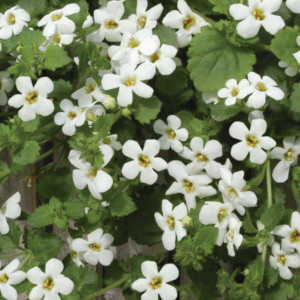 Bacopa Snowtopia...