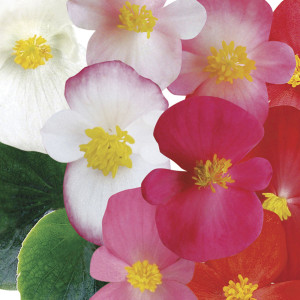 Begonia F.F. Verde A...