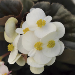 Begonia Fibrosa Baby...