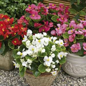 Begonia F.F. Verde B...