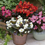 Begonia F. F. Obsc. ...