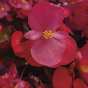 Begonia F.F. Verde B...