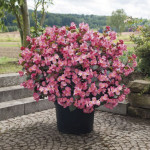 Begonia  (Benariensi...