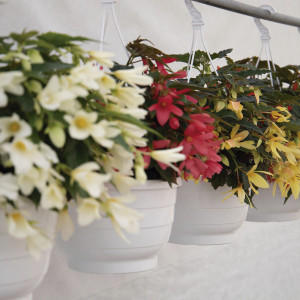 Begonia Boliviensis ...