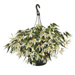 Begonia Boliviensis ...