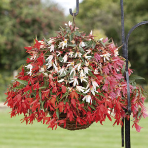 Begonia Boliviensis ...
