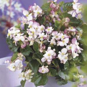 Begonia F.F. Verde B...