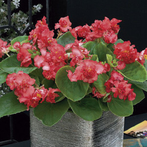 Begonia Fibrosa Fion...