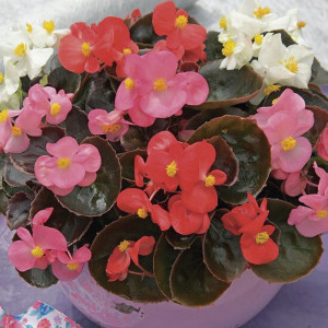 Begonia Fibrosa Hava...