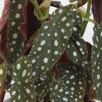 Begonia  Foliage Sil...