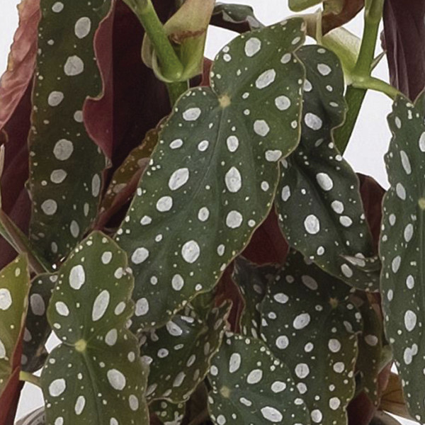 Begonia  Foliage Silver Spot