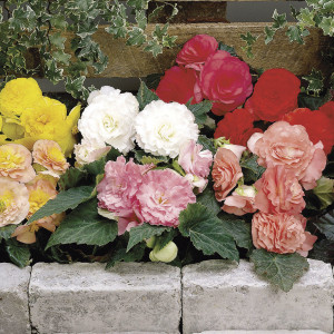Begonia Tuberosa For...